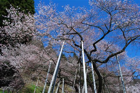 臥龍桜（がりゅうざくら）の桜まつり2024の開花状。